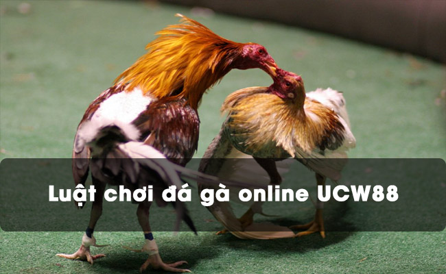 Luật chơi đá gà UCW88 online 