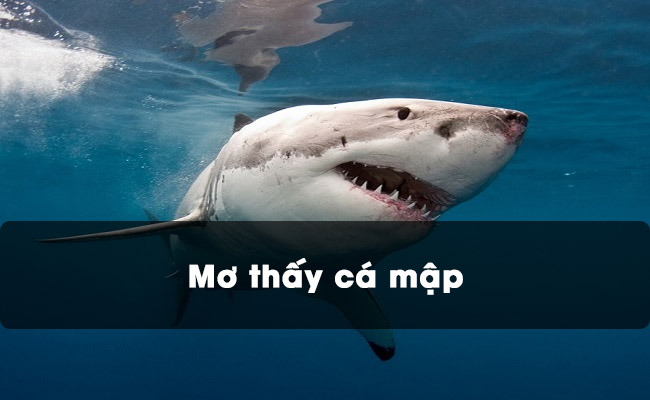Mơ thấy cá mập mang đến điềm báo gì? Con số nào liên quan?