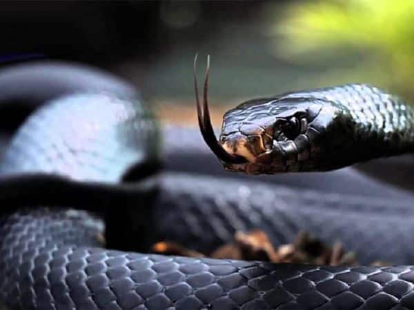 Ngủ mơ nhìn thấy rắn đen có ý nghĩa gì?