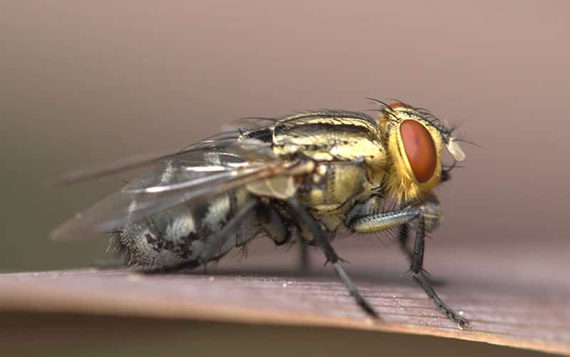 Tìm hiểu chung về loài ruồi