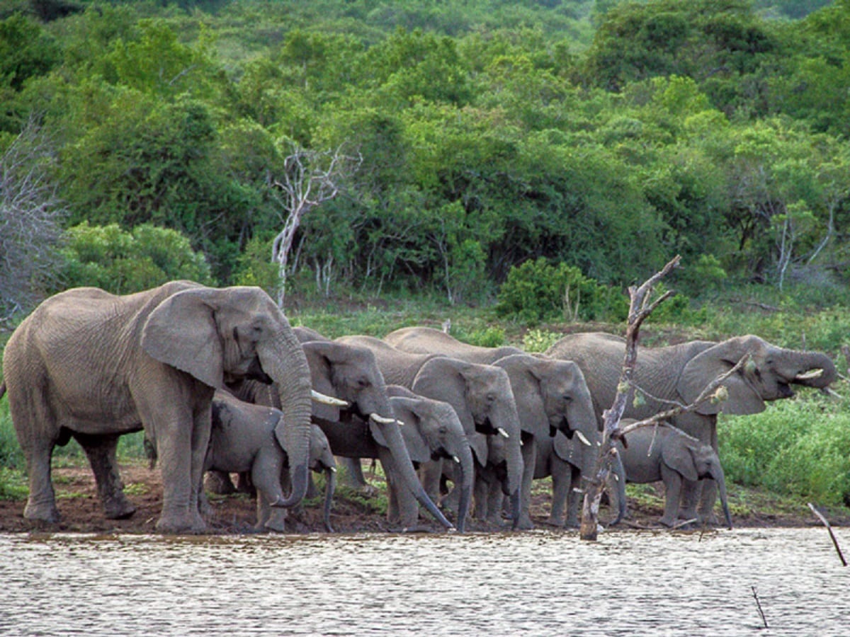 Mơ thấy voi đang uống nước mang điềm gì?