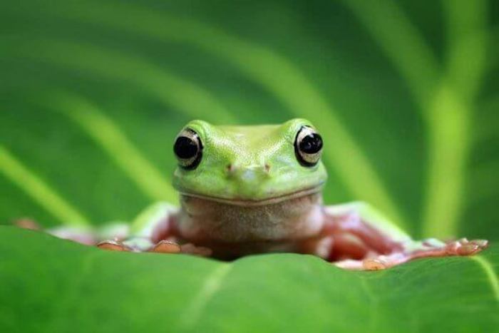 Mơ thấy ếch đánh con gì ăn đậm?