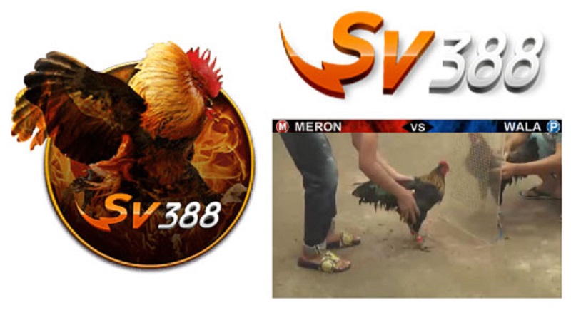 SV388 live là hình thức cá cược đá gà trực tuyến hấp dẫn